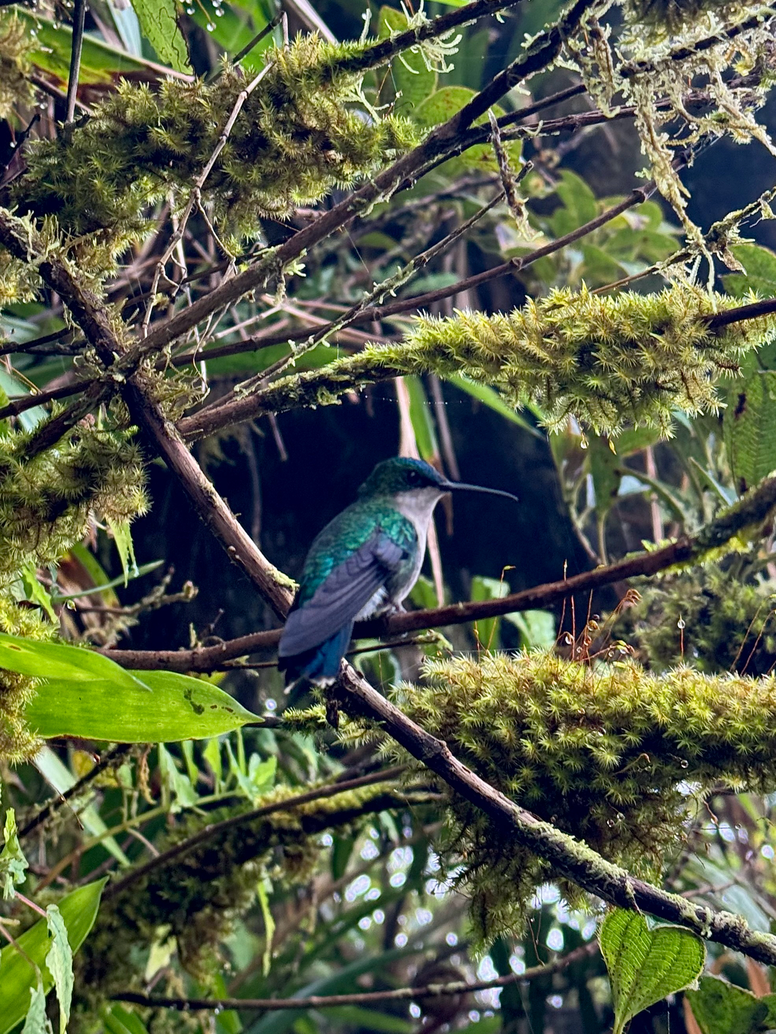 Blue-headed Hummingbird (Riccordia bicolor), photo 1