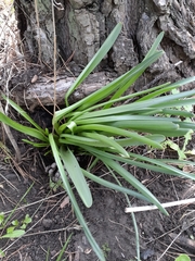 Colchicum hierosolymitanum