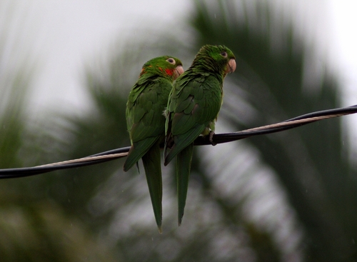 White-eyed Parakeet