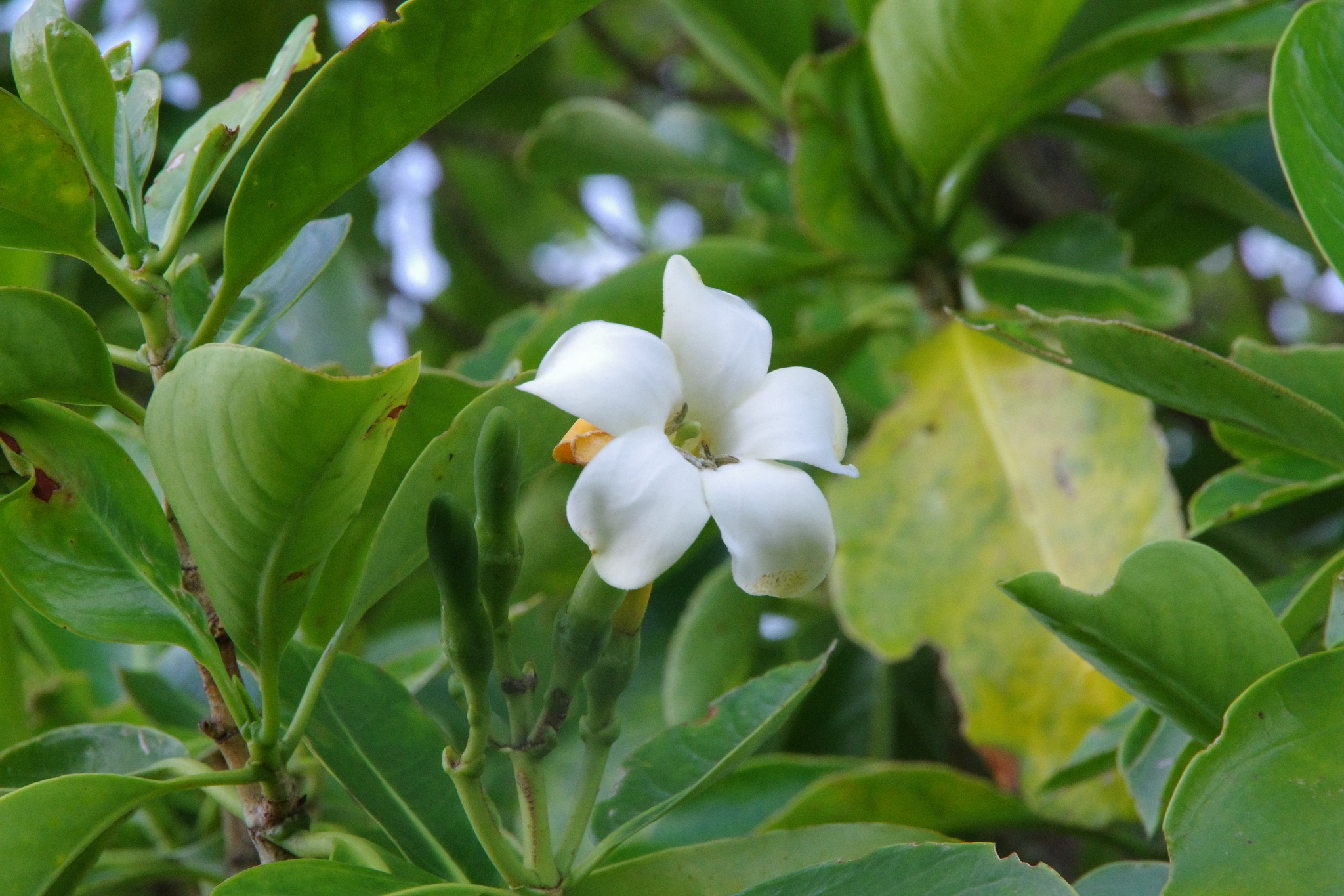 Pua Kenikeni (Fagraea berteroana)