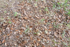 Coprosma propinqua
