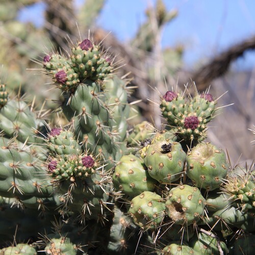 iNaturalist observation photo of Coast Cholla