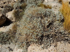 Senecio covasii