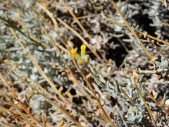 Senecio covasii