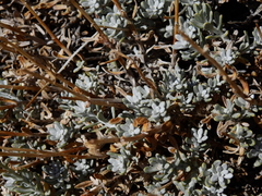 Senecio covasii