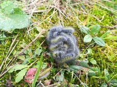 Thaumetopoea herculeana