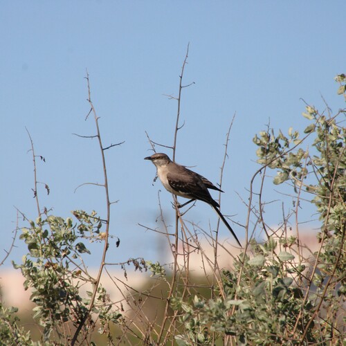 iNaturalist observation photo of Northern Mockingbird