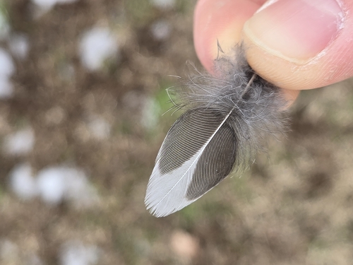 Plume de Merle d'Amérique
