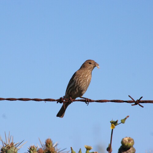 iNaturalist observation photo of House Finch