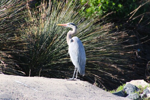 iNaturalist observation photo of Great Blue Heron