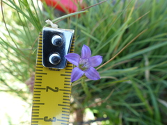 Wahlenbergia fasciculata