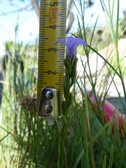 Wahlenbergia fasciculata