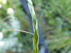 Wahlenbergia fasciculata