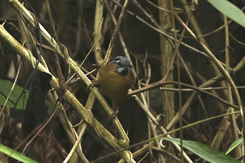 Grey-throated Babbler (Stachyris nigriceps), photo 2