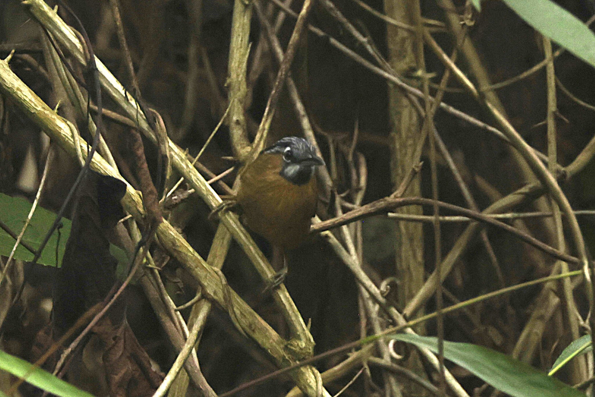 Grey-throated Babbler (Stachyris nigriceps), photo 2