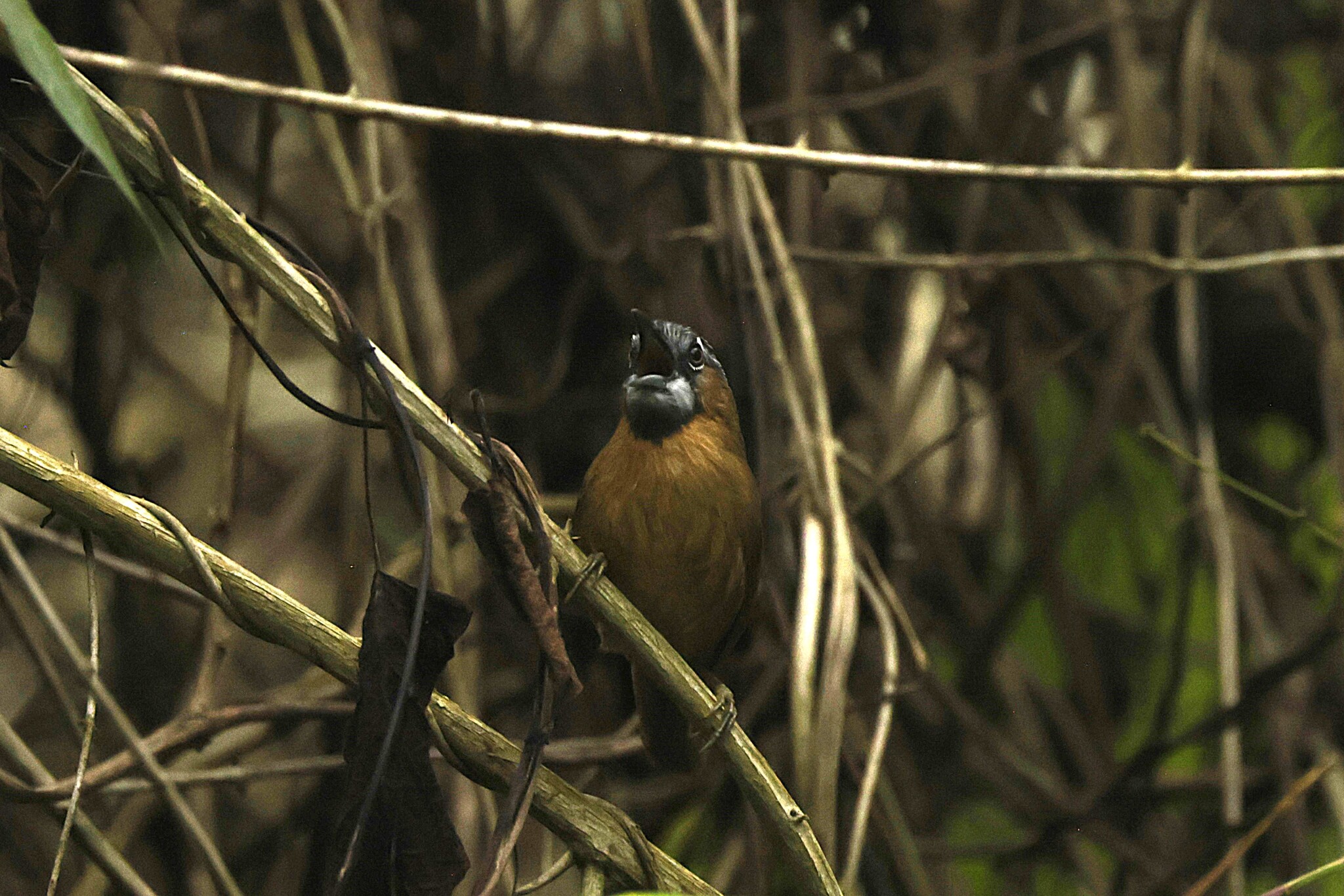 Grey-throated Babbler (Stachyris nigriceps), photo 4