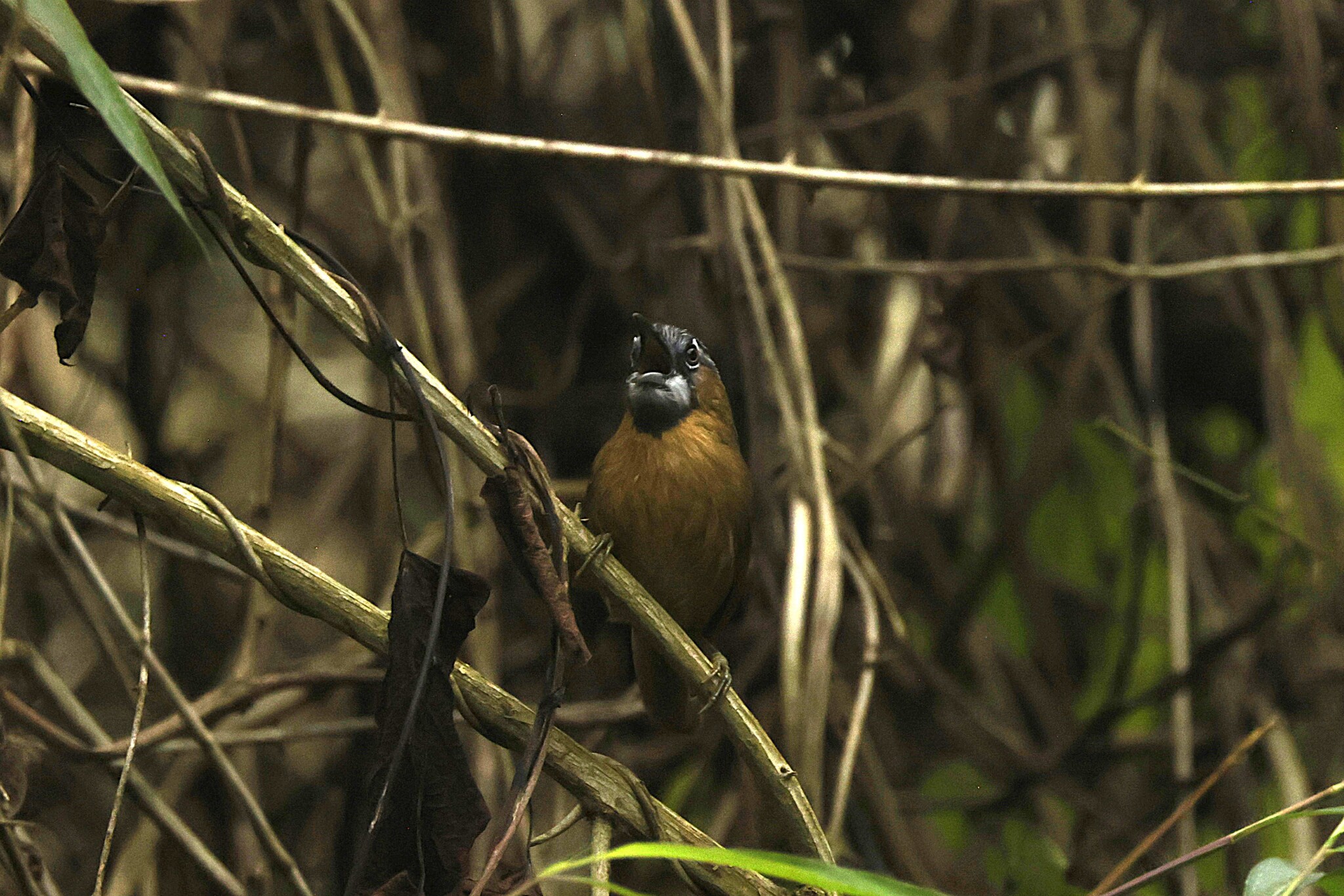 Grey-throated Babbler (Stachyris nigriceps), photo 3