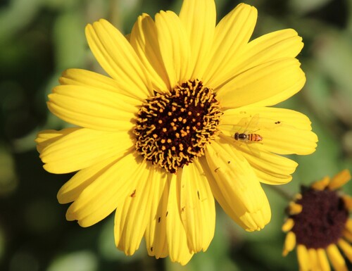 iNaturalist observation photo of Margined Calligrapher