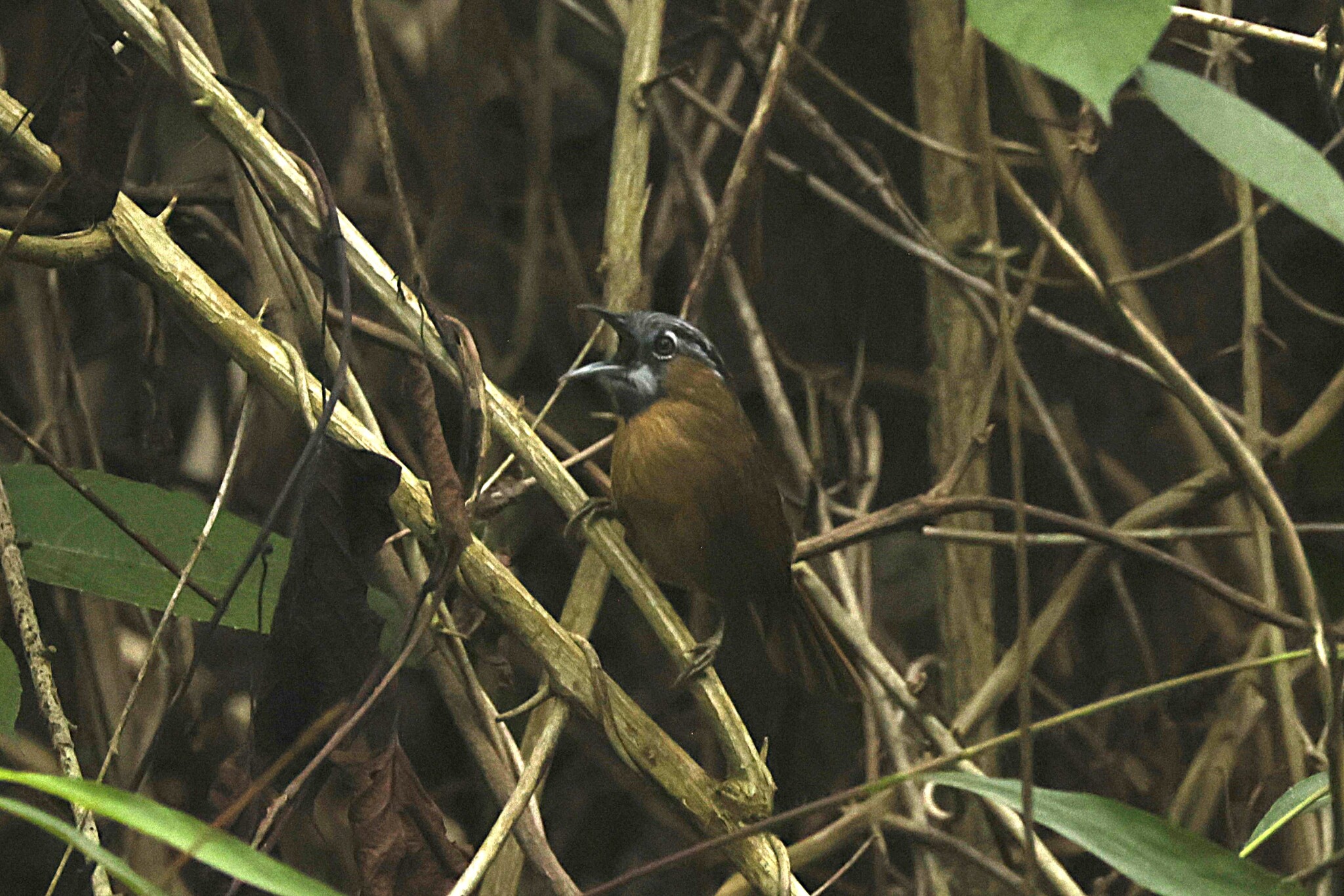 Grey-throated Babbler (Stachyris nigriceps), photo 5