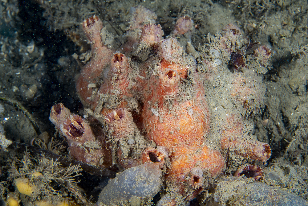 Asterocarpa humilis (Heller, 1878)