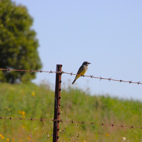 iNaturalist observation photo of Cassin's Kingbird