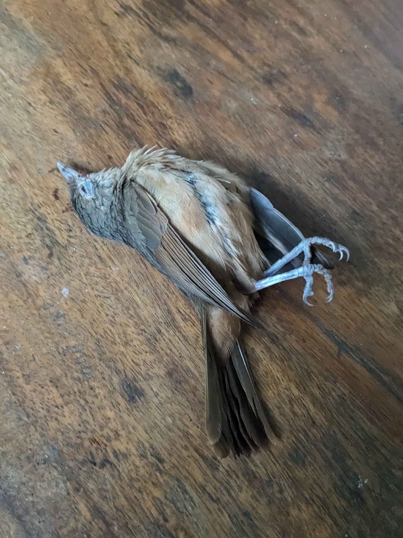 Little Shrikethrush (Colluricincla megarhyncha), photo 2