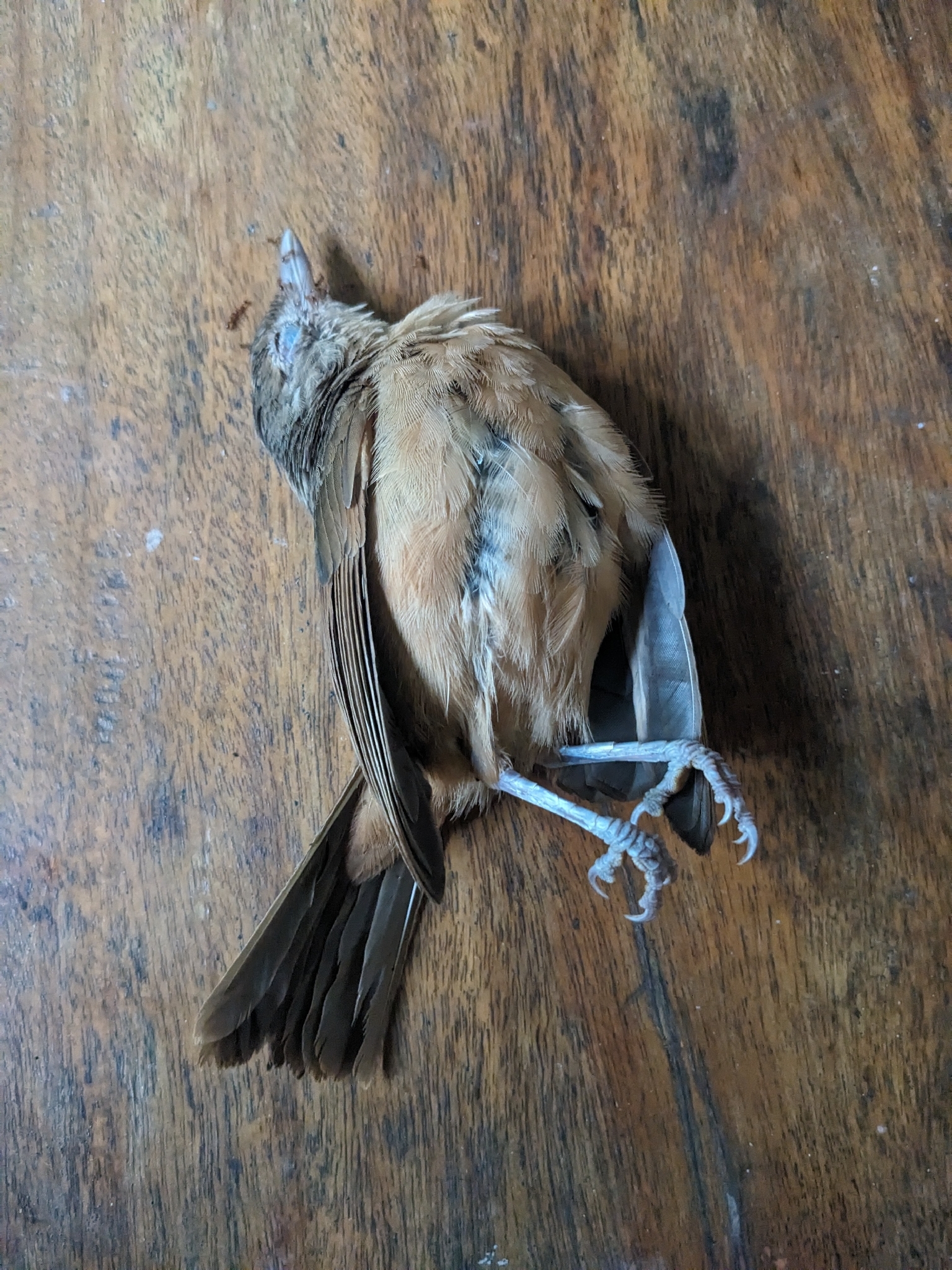 Little Shrikethrush (Colluricincla megarhyncha), photo 3
