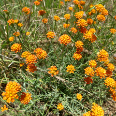 Lasiosiphon rubescens