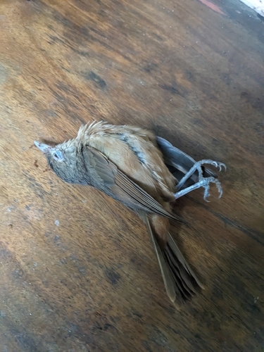 Little Shrikethrush (Colluricincla megarhyncha), photo 8
