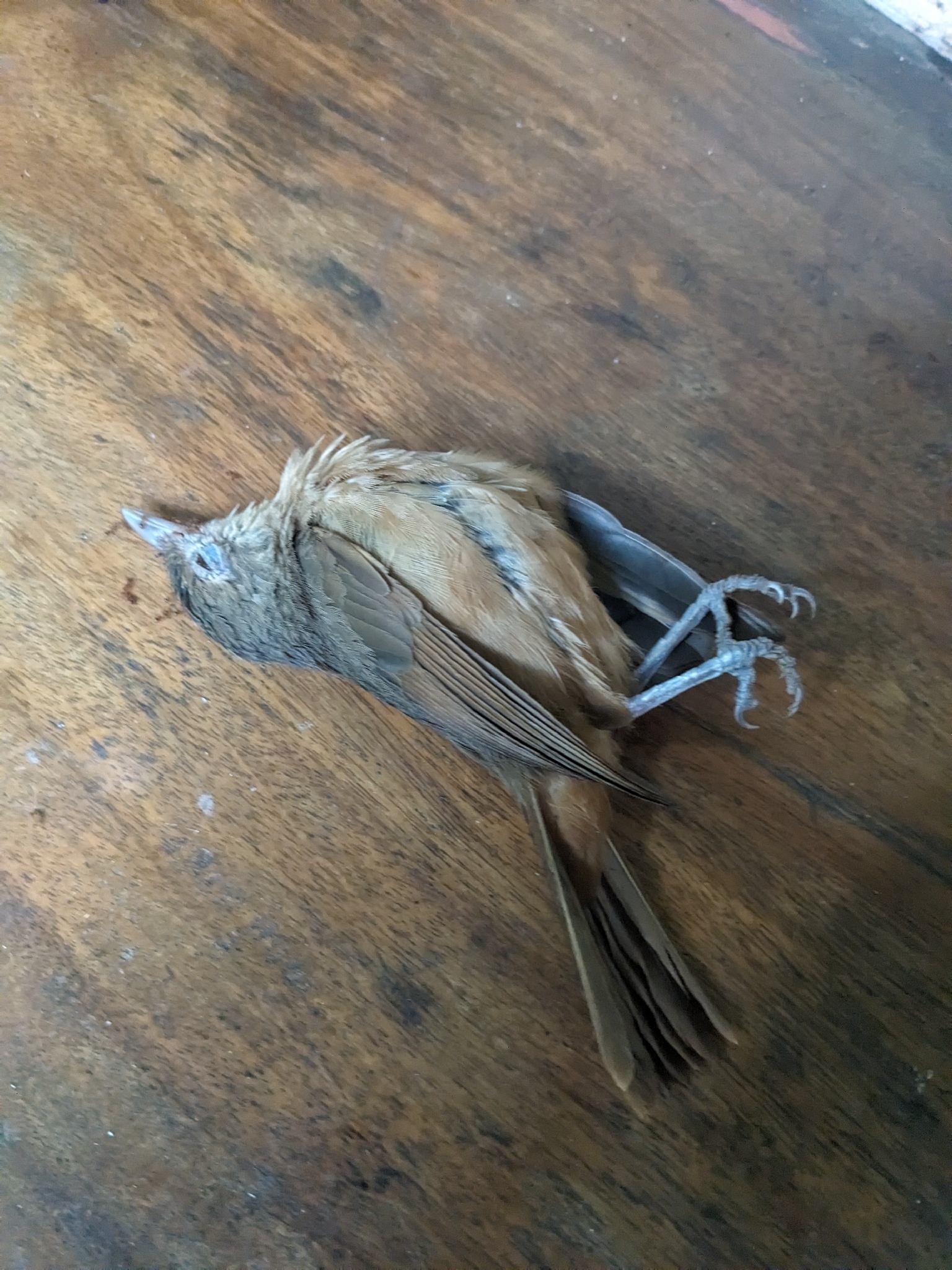 Little Shrikethrush (Colluricincla megarhyncha), photo 4