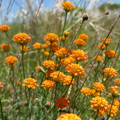 Lasiosiphon rubescens
