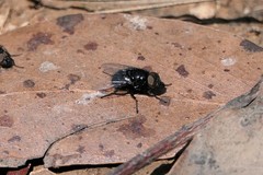 Australophyra rostrata