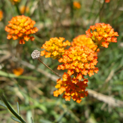 Lasiosiphon rubescens