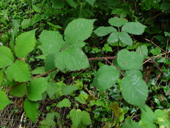 Rubus fuscus