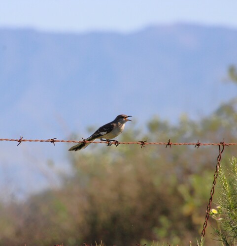 iNaturalist observation photo of Northern Mockingbird
