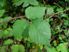 Rubus fuscus