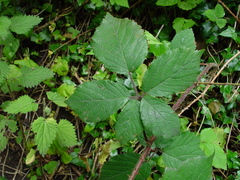 Rubus fuscus