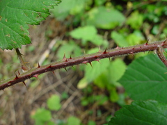 Rubus fuscus
