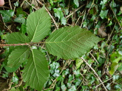 Rubus fuscus