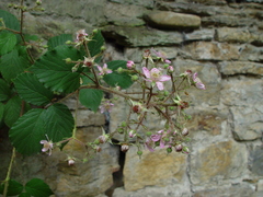Rubus fuscus