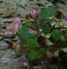 Rubus fuscus
