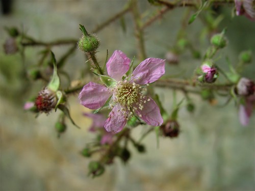 Rubus fuscus