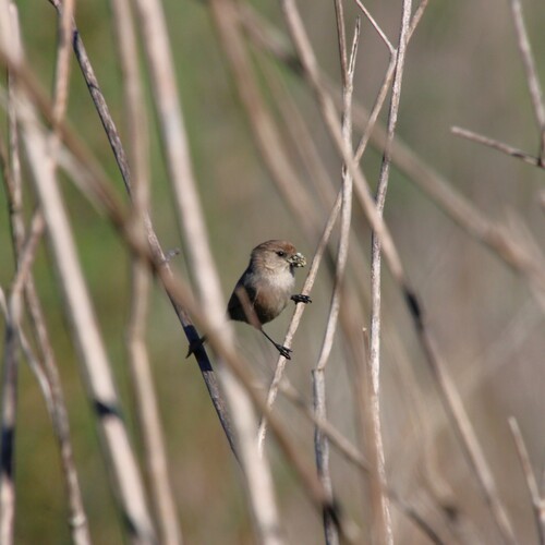iNaturalist observation photo of Bushtit