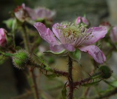 Rubus fuscus