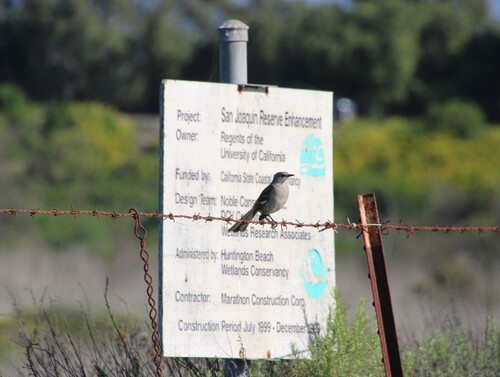 iNaturalist observation photo of Northern Mockingbird