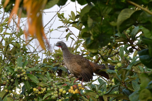 Colombian Chachalaca (Ortalis columbiana), photo 5