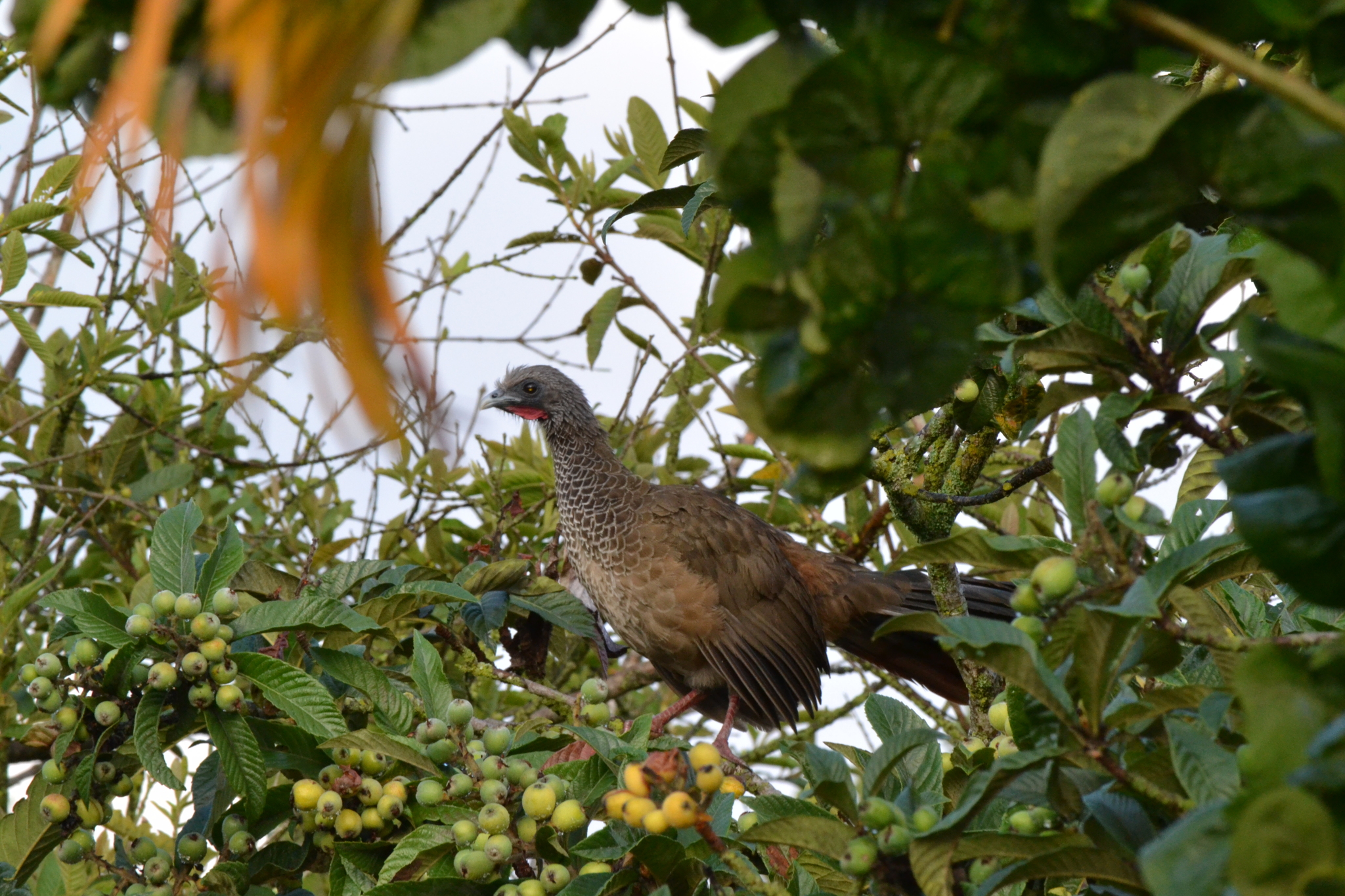Colombian Chachalaca (Ortalis columbiana), photo 5