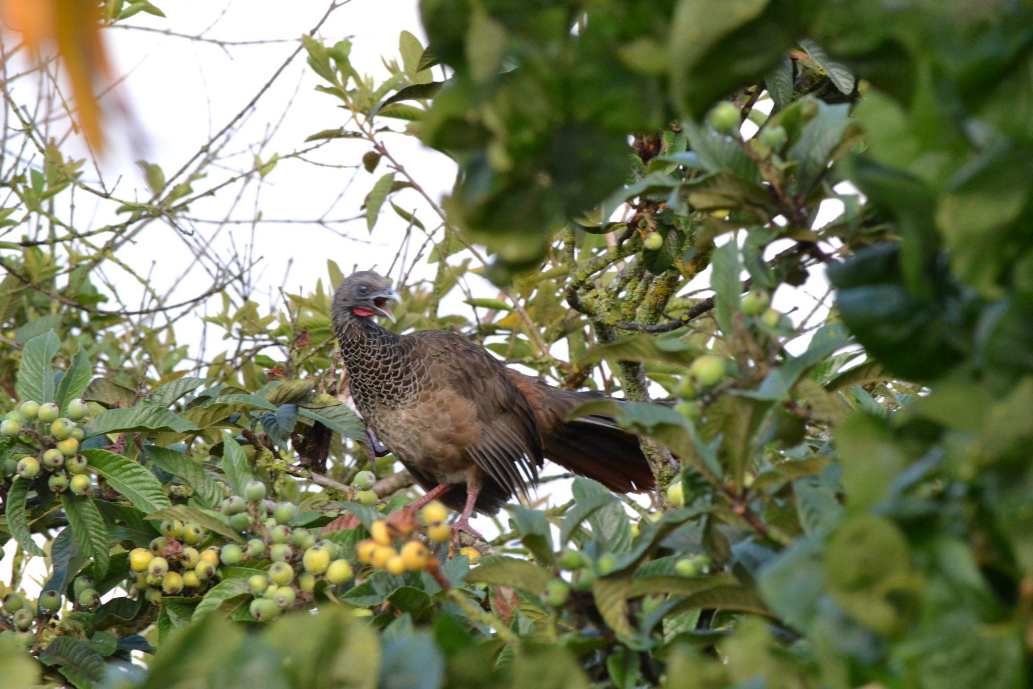 Colombian Chachalaca (Ortalis columbiana), photo 4