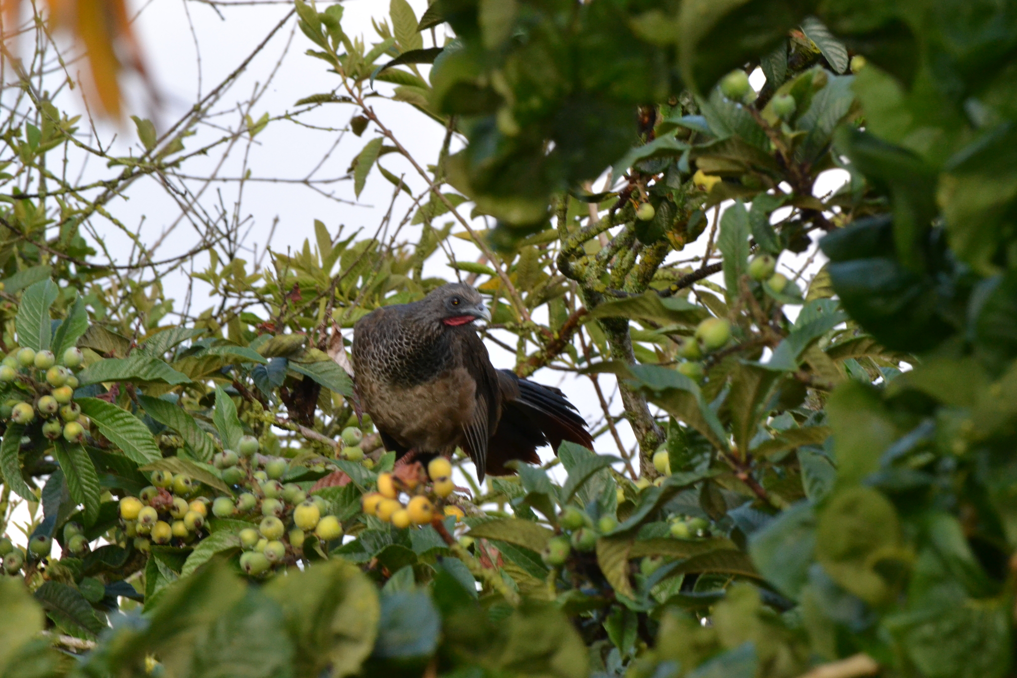 Colombian Chachalaca (Ortalis columbiana), photo 6