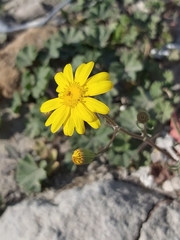 Senecio glaucus